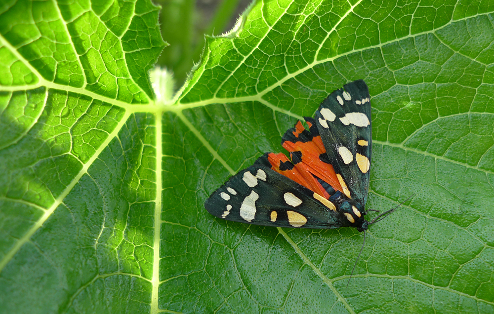 Tuesday July 2nd (2019) A flash of Orange width=
