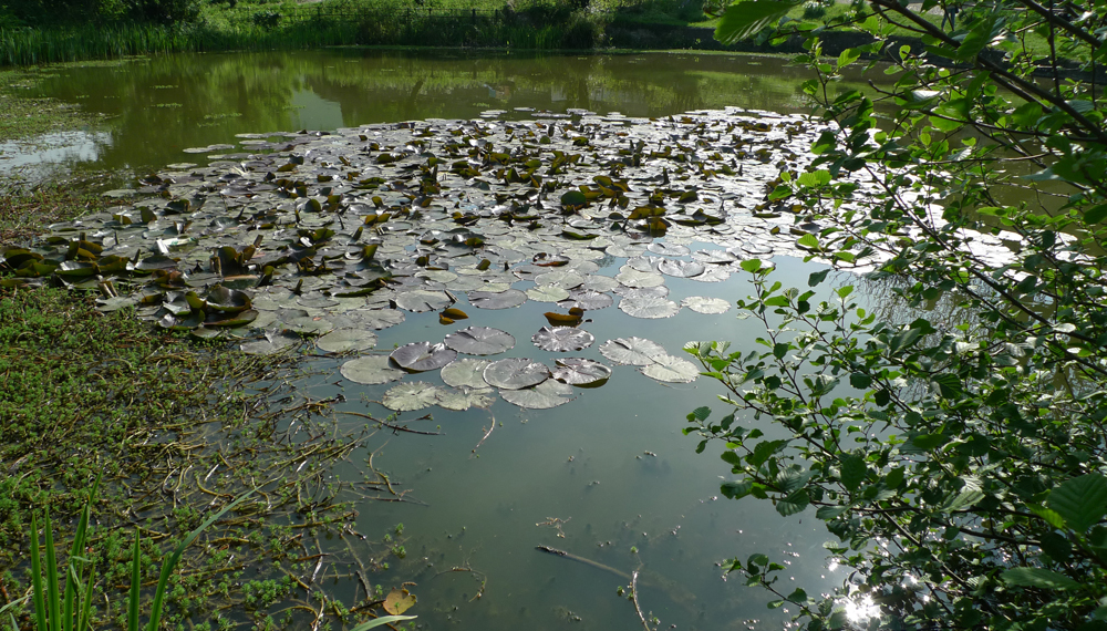 Tuesday May 10th (2016) Water Lily width=