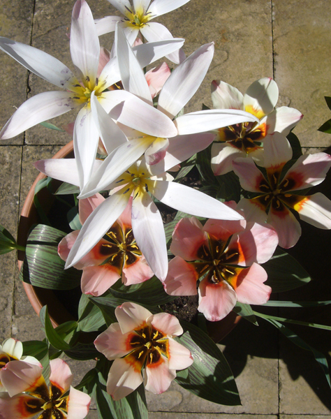 Saturday April 23rd (2016) Remembering Pete width=