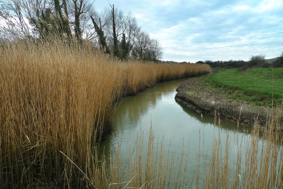 Wednesday February 24th (2021) Reeds beside the Cuckmere River .... width=