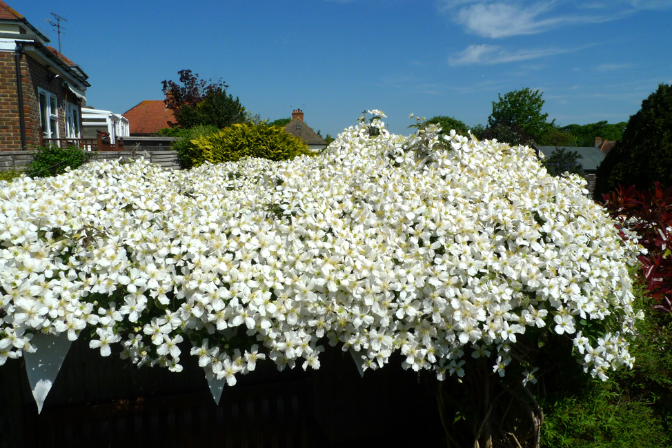 Thursday May 17th (2018) Clematis width=