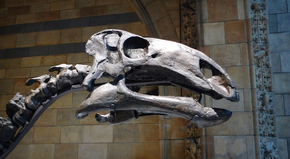 Monday October 8th (2018) Skull of a dinosaur. width=