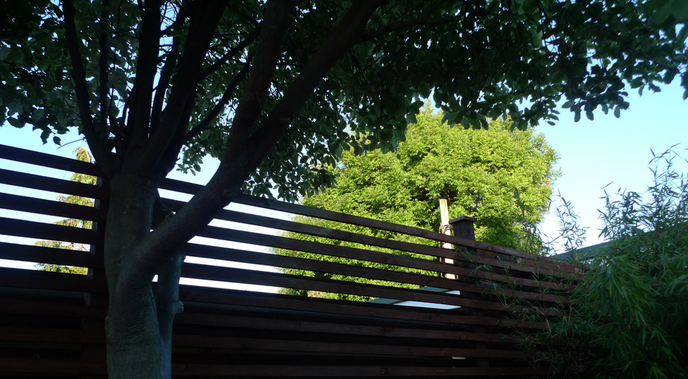 Saturday August 4th (2018) The Evening Sun. width=