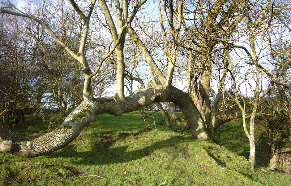 Tuesday December 29th (2015) Side shoots width=