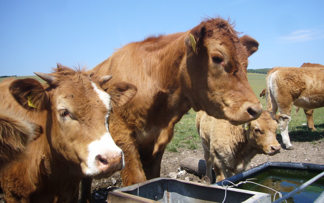 Tuesday June 13th (2017) Big Brown Cows width=
