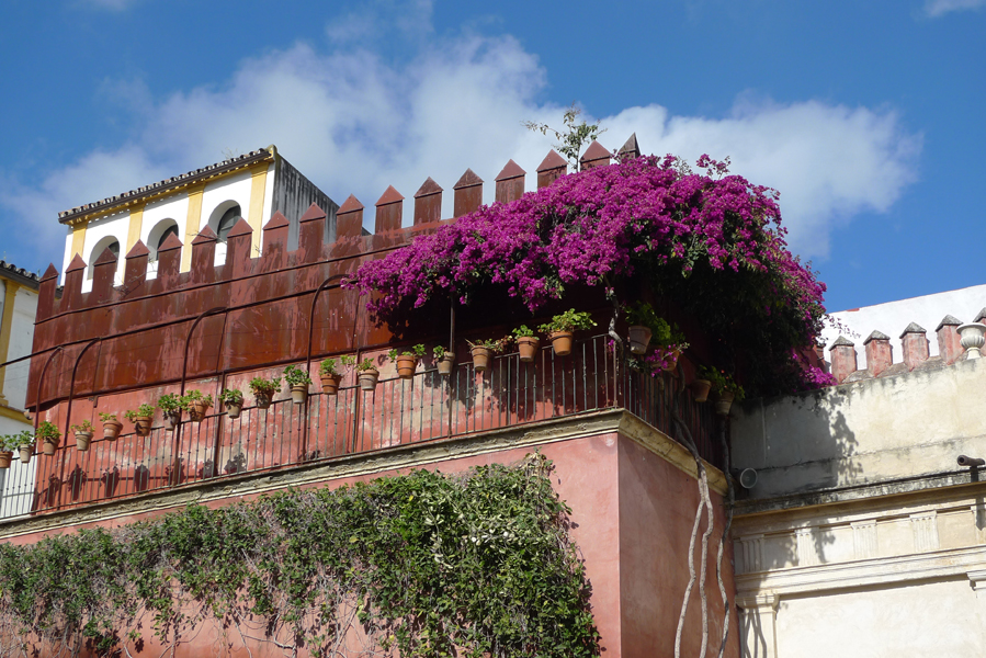 Saturday March 19th (2016) Bougainvillea at the Casa de Pilatos width=