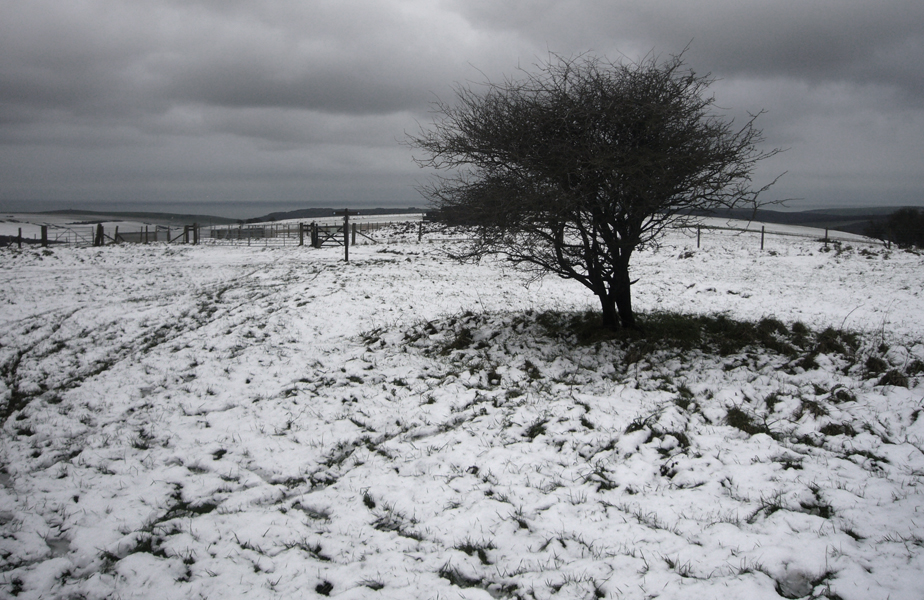 Monday January 18th (2016) Cold Tree width=