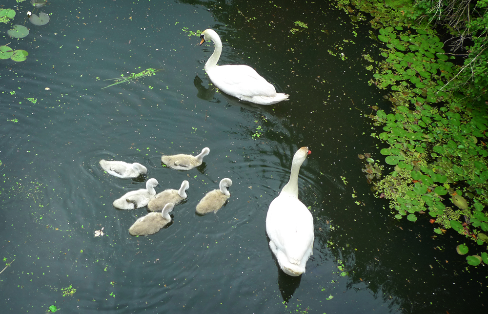 Thursday June 11th (2020) Swans on the East Langney Level width=