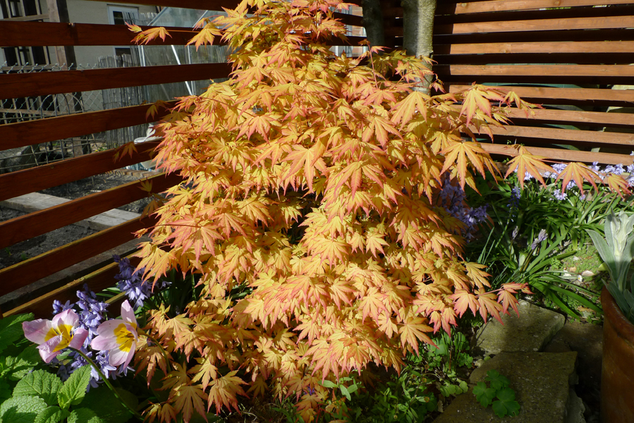 Tuesday April 18th (2017) Acer width=