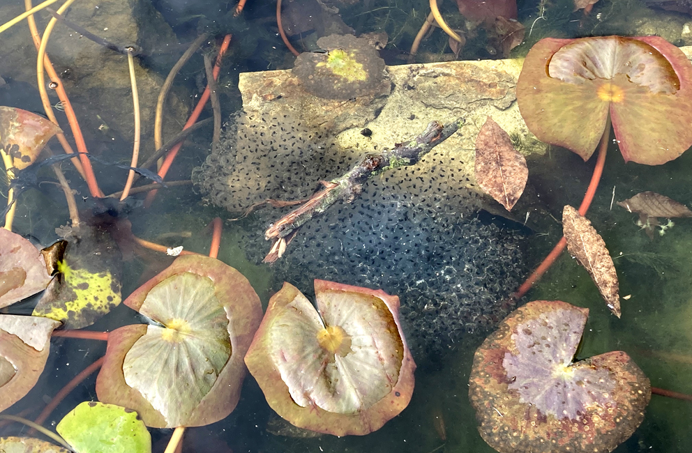 Thursday March 10th (2022) Plenty of frogspawn in Gildridge park width=