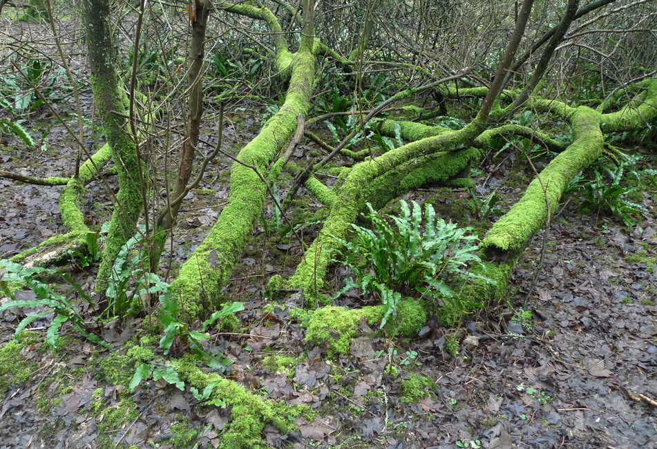 Saturday January 30th (2021) Moss width=