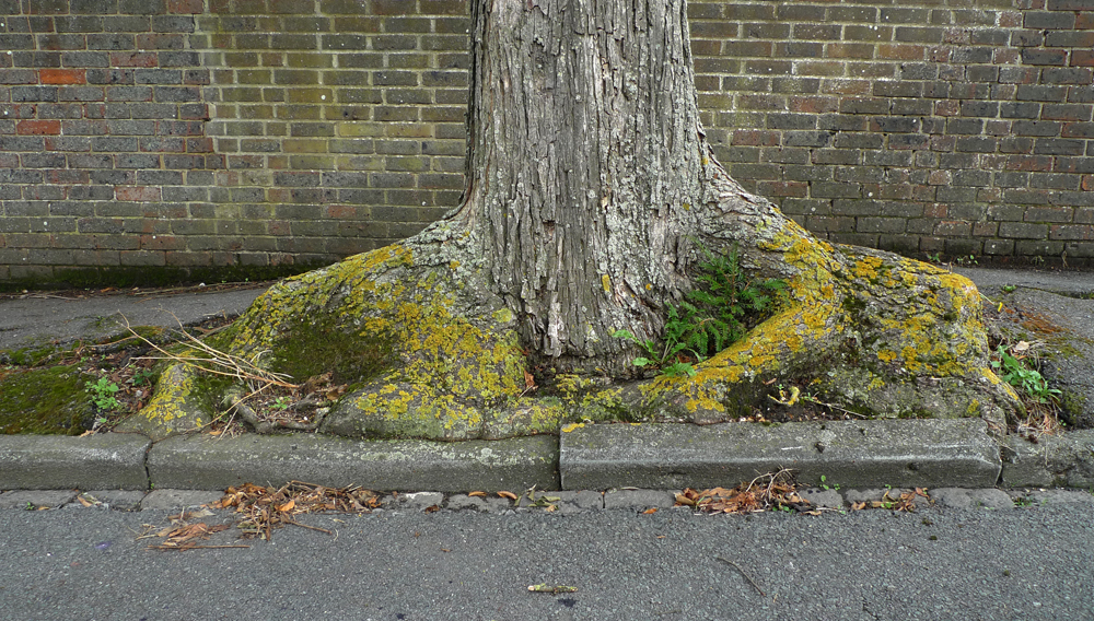 Sunday August 26th (2018) Eastbourne Roots width=