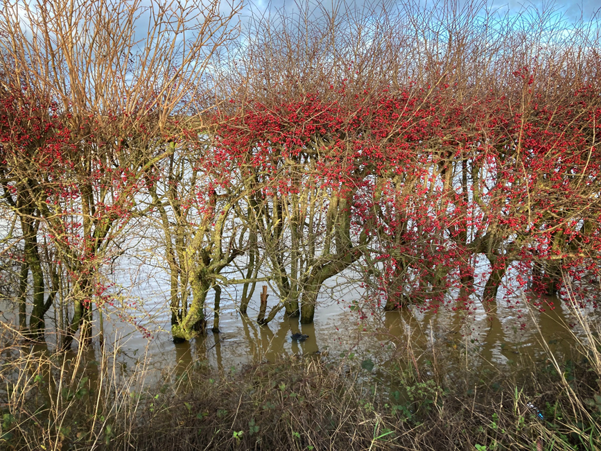 Friday January 5th (2024) Flooded hedgerow width=