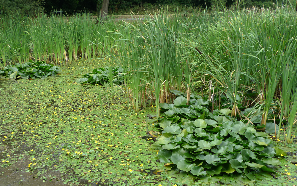 Sunday August 12th (2018) Friston pond is looking good today. width=