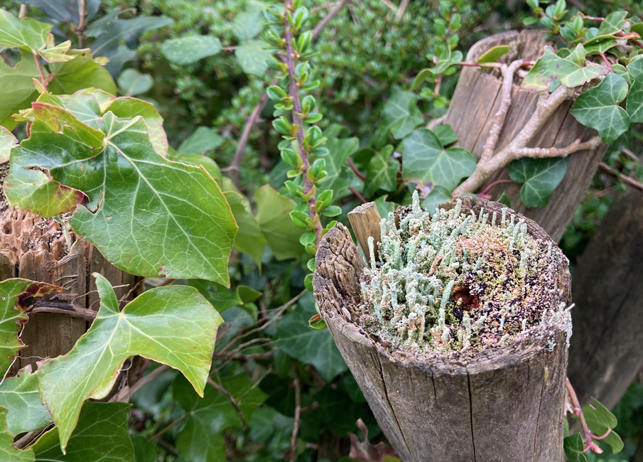 Tuesday March 31st (2026)&nbsp;Isn't nature wonderful?