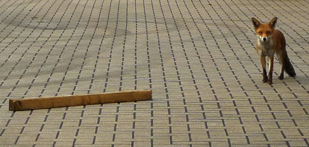 Thursday August 9th (2018) Wood and Fox width=