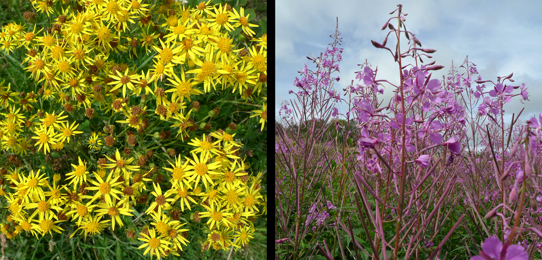 Wednesday August 9th (2017) Yellow and Purple ... width=