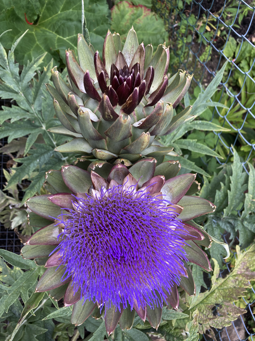 Tuesday July 25th (2023) Artichoke width=