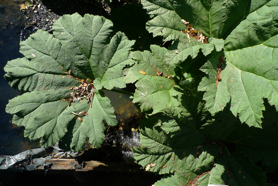 Monday October 19th (2020) Gunnera Manicata width=