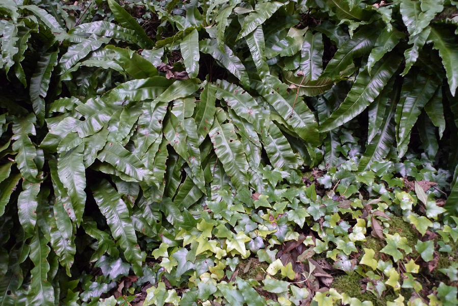 Wednesday March 1st (2017) Shiny leaves in Friston Forest width=