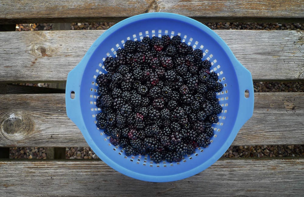 Thursday August 13th (2020) It's blackberry time width=