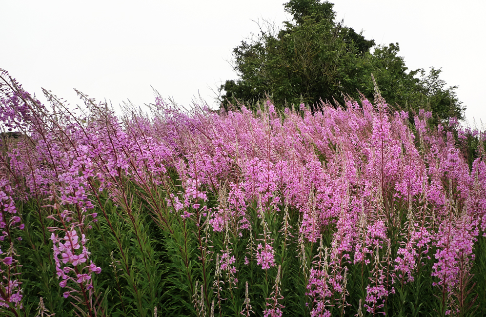 Friday June 26th (2020) Purple carpet of flowers on the South Downs width=