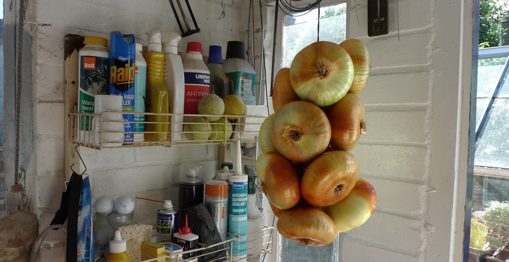 Monday August 22nd (2016) Onions width=