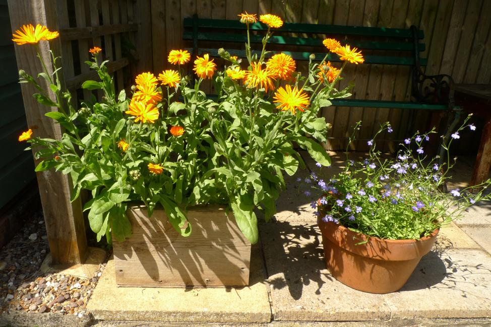 Tuesday July 21st (2020) Flowers in a box - Flowers in a pot width=