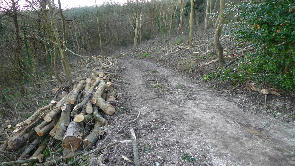 Sunday March 8th (2020) Ash dieback disease (Cholera Fraxinea)  width=