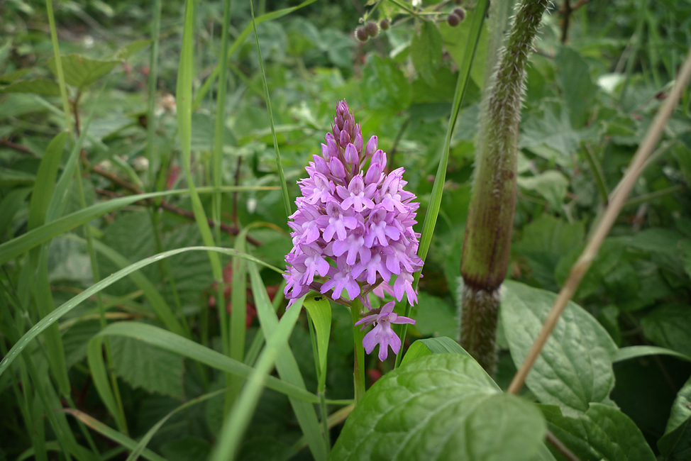 Thursday July 16th (2020) Anacamptis Pyramidalis width=