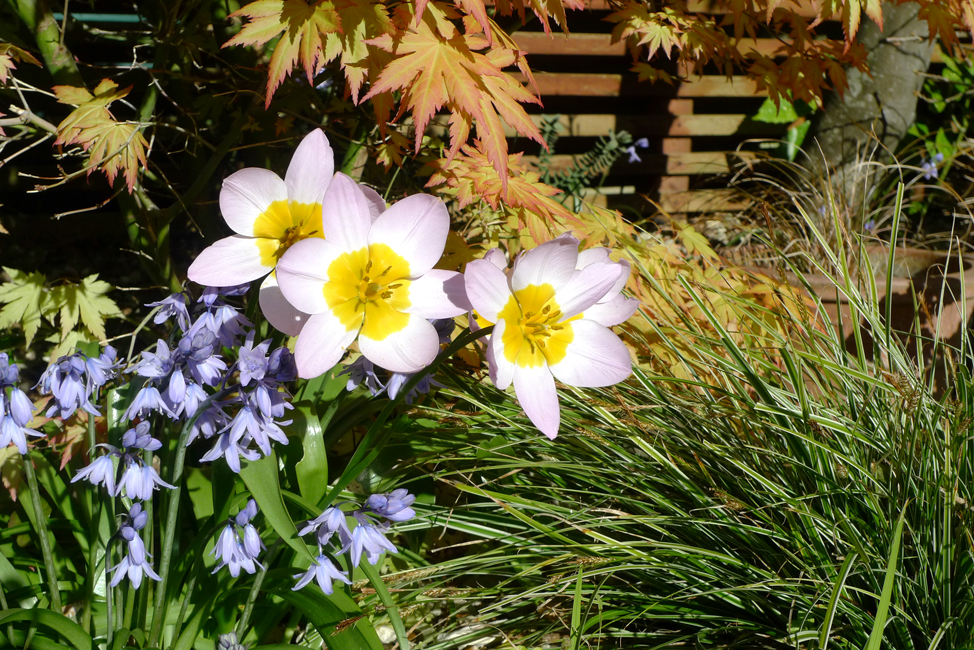 Wednesday April 13th (2022) What a lovely late afternoon in the garden. width=