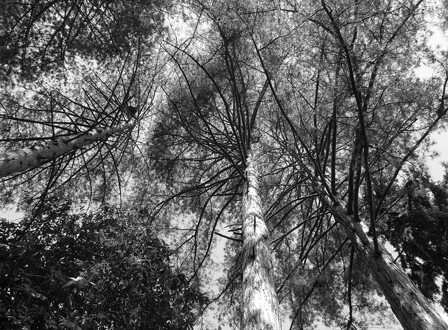 Wednesday September 13th (2017) Looking up through the trees. width=