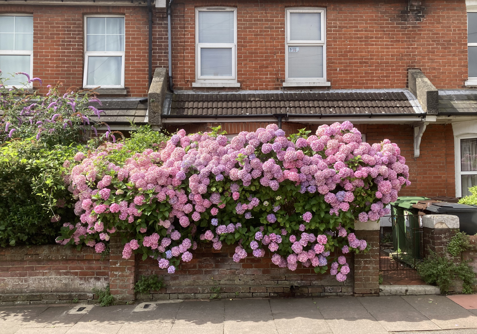 Wednesday July 28th (2021) Hydrangea Macrophylla ... width=