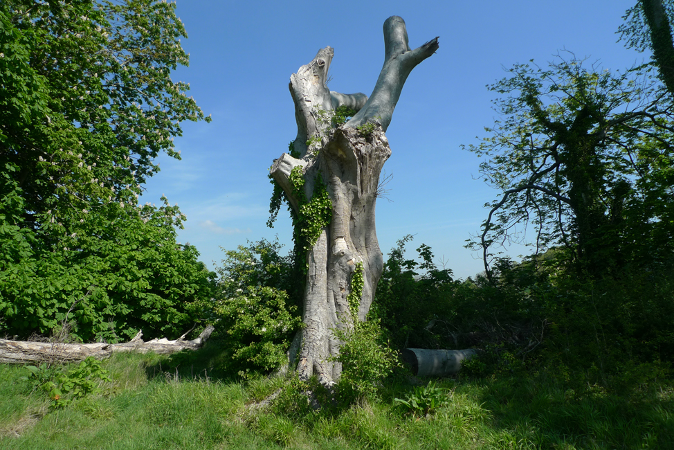 Tuesday May 14th (2019) Beech in peril width=