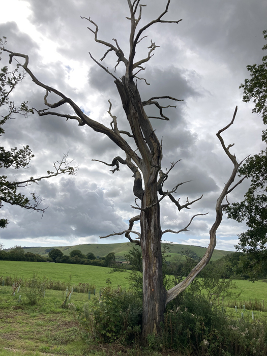 Wednesday August 30th (2023) Dead Tree width=