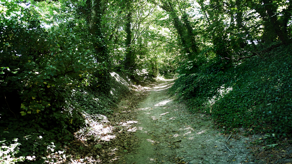 Saturday May 30th (2020) Dappled path. width=