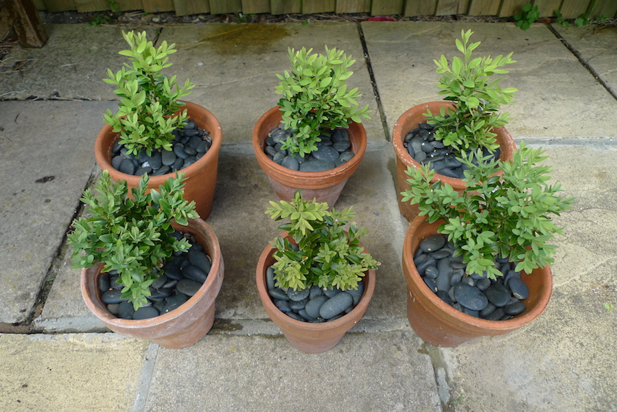 Friday May 5th (2017) Six Box width=