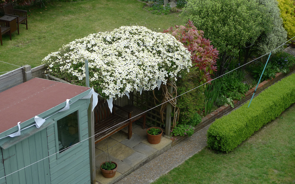 Wednesday May 1st (2019) The Clematist is at its best again. width=