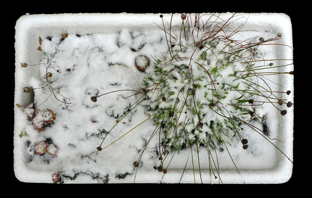 Sunday February 7th (2021) Just a light dusting for us today. width=