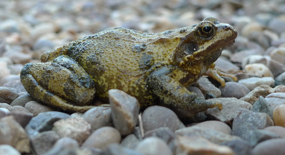 Sunday September 18th (2016) Mr.Toad width=