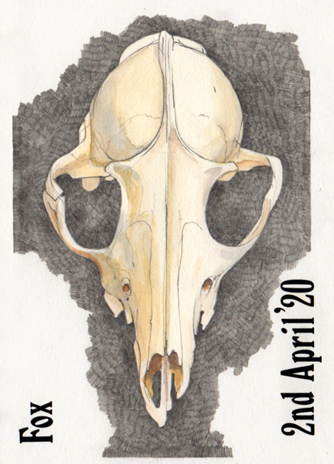 Friday April 3rd (2020) Fox skull width=