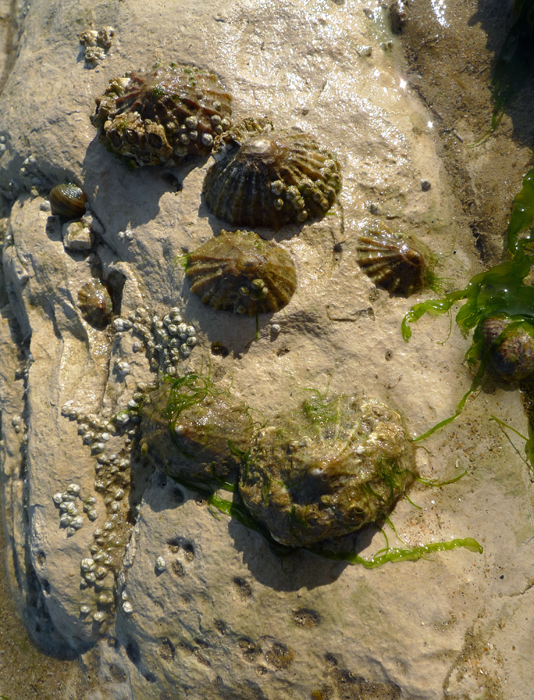 Saturday June 27th (2020) Low Tide width=