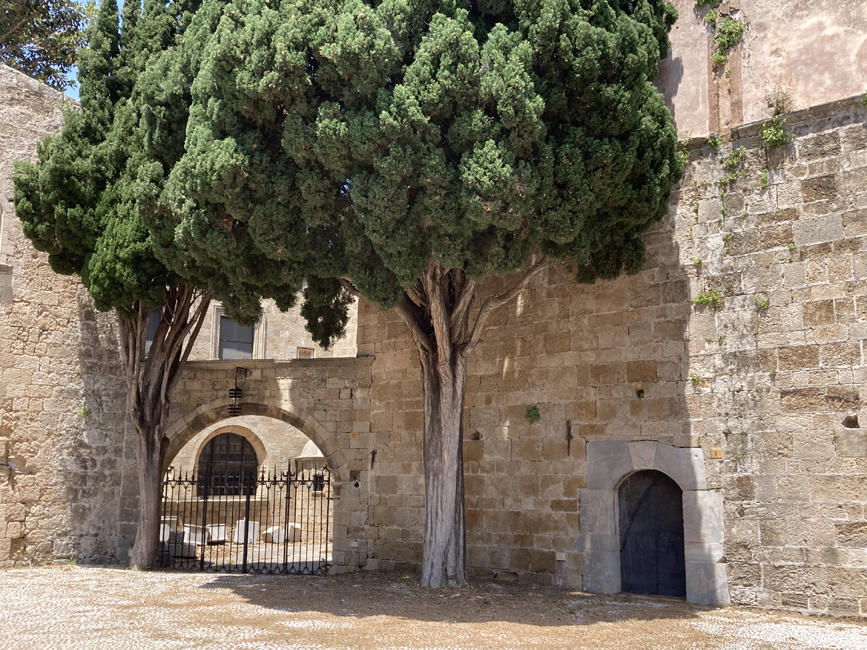 Wednesday May 24th (2023) The broccoli tree in Rhodes Old Town width=