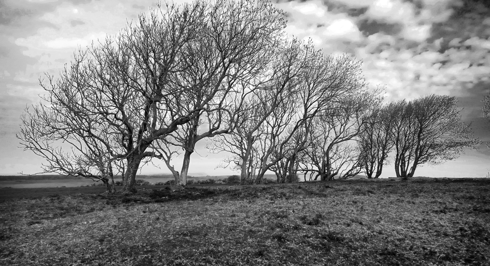 Saturday April 18th (2020) Trees on Willingdon Hill width=