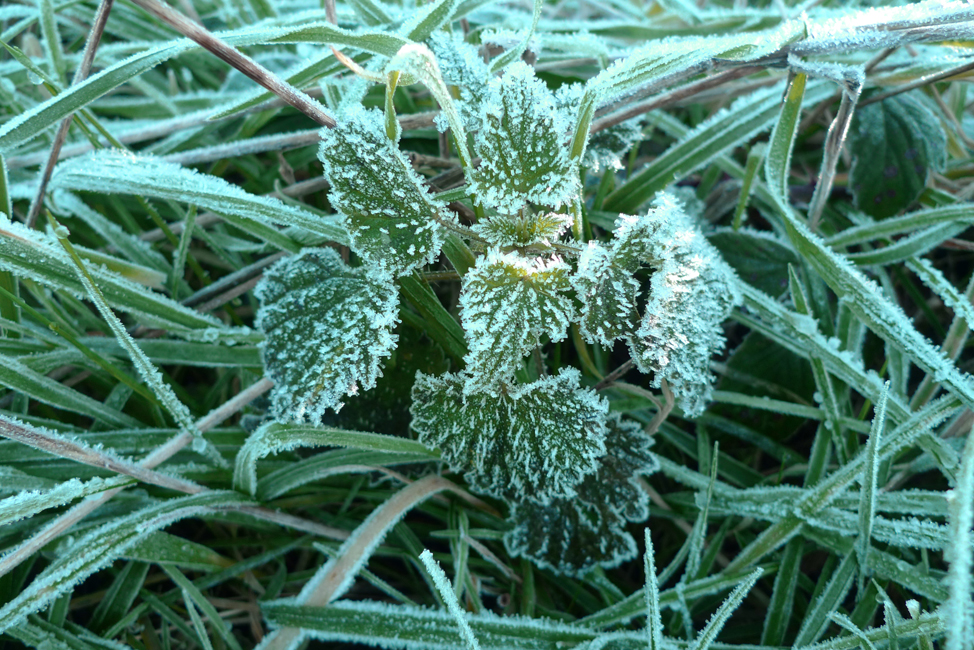 Friday January 8th (2021) Frost on the Downs today. width=