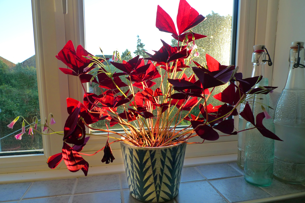 Monday September 27th (2021) Steve's plant is doing well ... width=