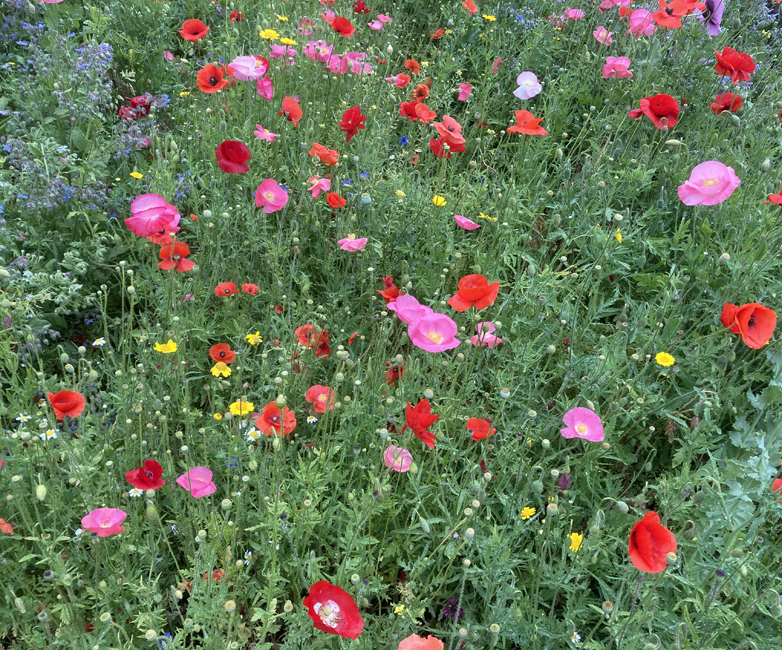 Friday July 23rd (2021) Karen and Paul's wild flower front garden. width=