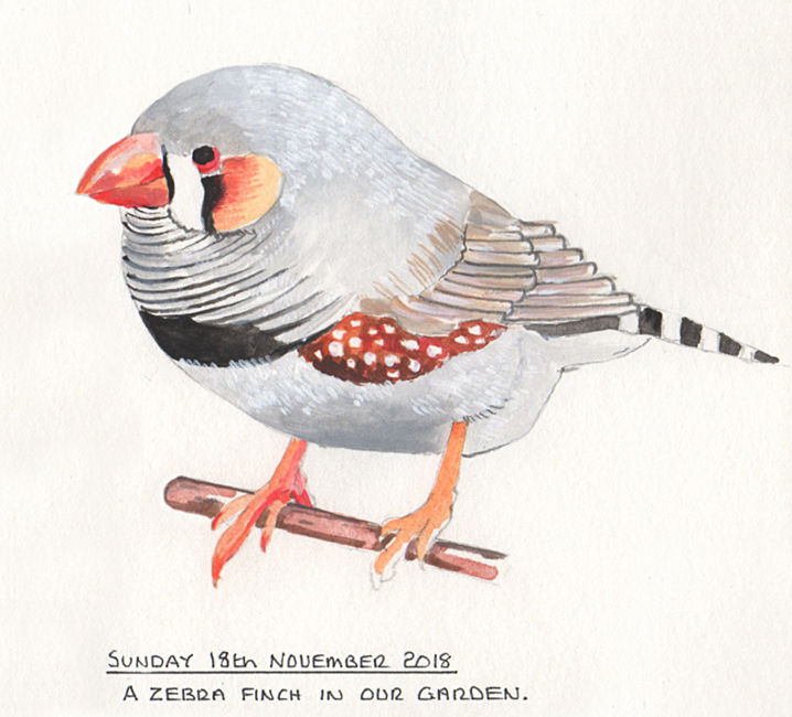 Sunday November 18th (2018) Zebra Finch width=