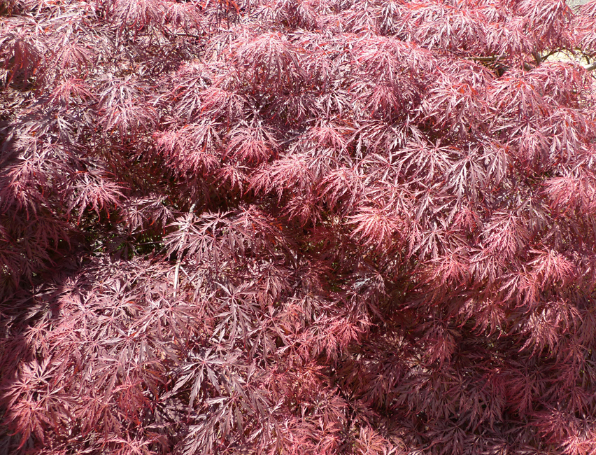 Sunday April 26th (2020) Red acer - front garden width=