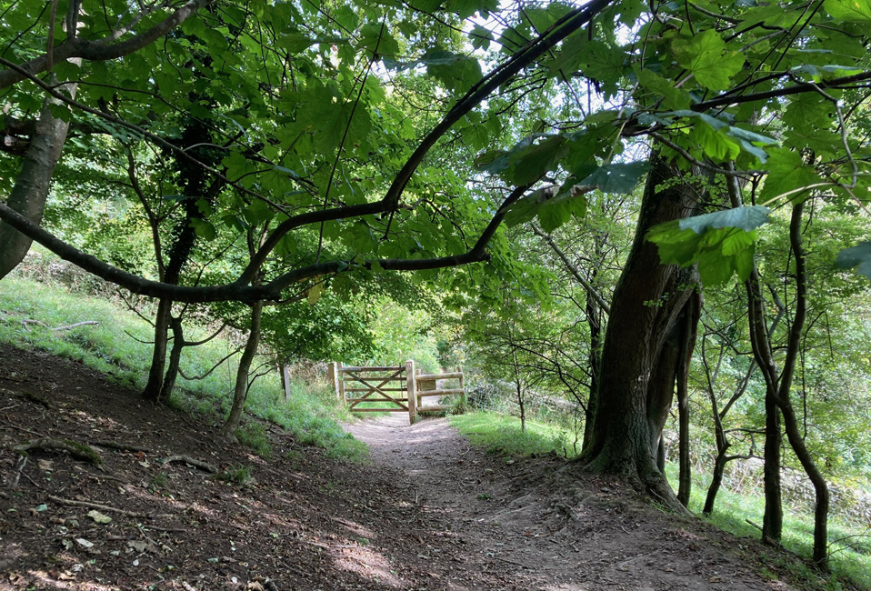 Monday September 22nd (2025) The path down to East Dean width=